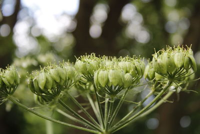 Close-up of flowering plant