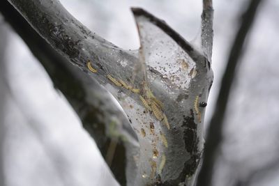 Close-up of snow on plant