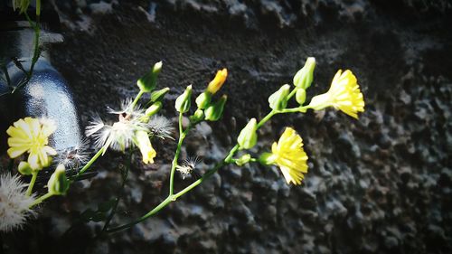 Close-up of flowers