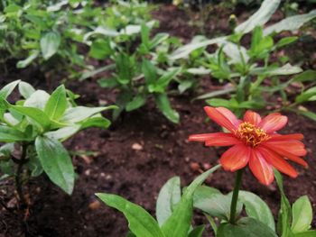 Close-up of flowering plant on field