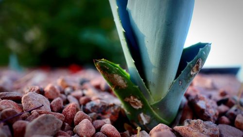 Close-up of succulent plant