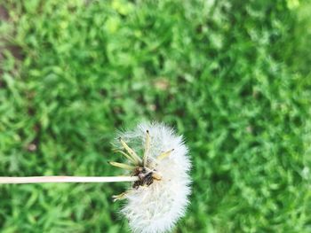 Close-up of honey bee on grass