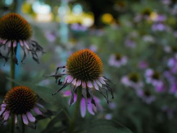 Close-up of purple coneflower blooming outdoors