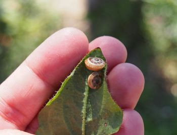 Close-up of hand holding leaf