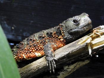 Close-up of lizard on wood in zoo