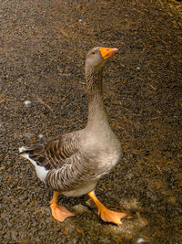 High angle view of bird on field