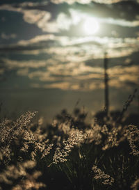 Plants growing on field against sky