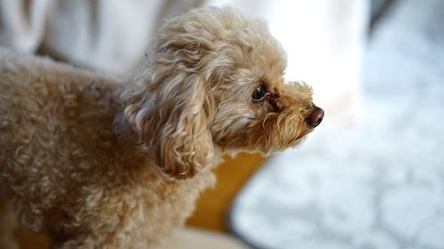 Close-up of dog looking away