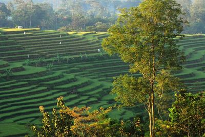 Scenic view of agricultural field