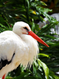 Close-up of bird