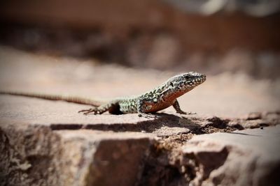 Close-up of lizard on rock