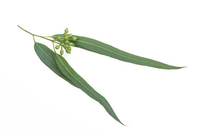 Close-up of leaf against white background