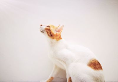 Close-up of cat sitting against white background