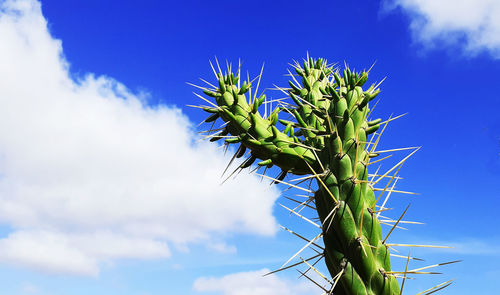 Low angle view of cactus plant against sky