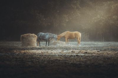 Horses in the field