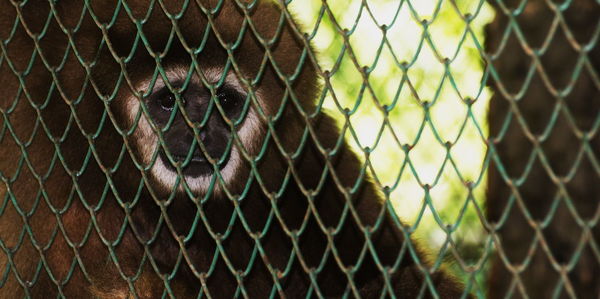 Close-up of monkey on chainlink fence at zoo