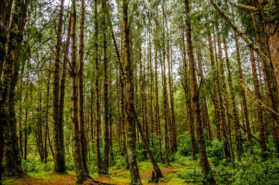 View of trees in forest