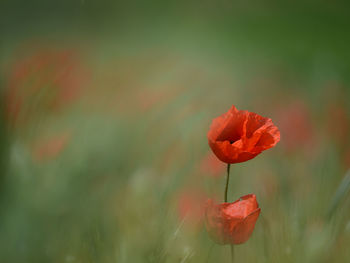 Close-up of poppy blooming outdoors