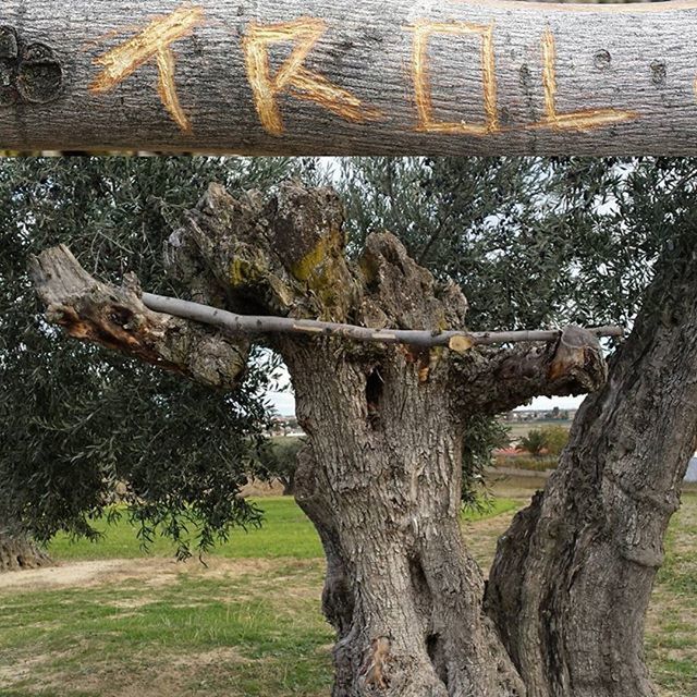 tree, tree trunk, wood - material, old, day, outdoors, rusty, weathered, no people, close-up, fence, text, metal, field, branch, forest, nature, built structure, part of, western script