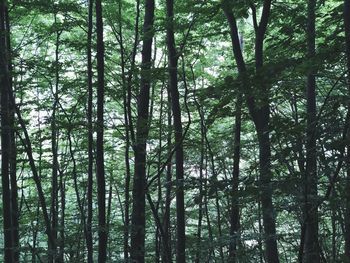 Full frame shot of bamboo trees in forest