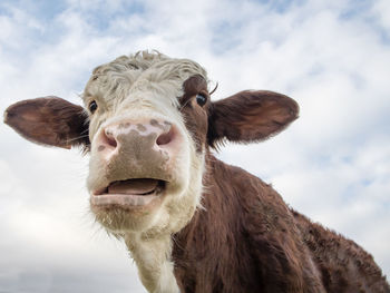 Portrait of a cow