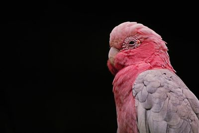 Close-up of a parrot