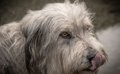 Close-up portrait of dog