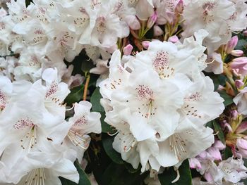 Full frame shot of white cherry blossom