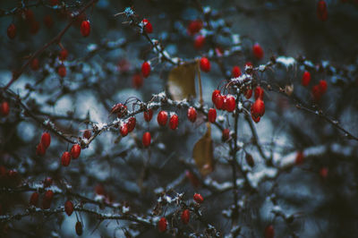 Close-up of berries on tree