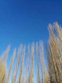 Low angle view of plants against clear blue sky