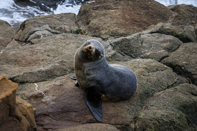 High angle view of sea lion on rock