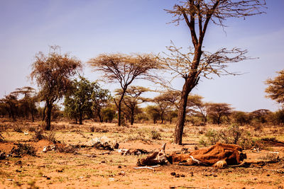 Trees in forest against sky