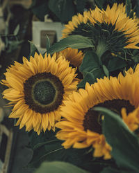 Close-up of yellow flowering plant