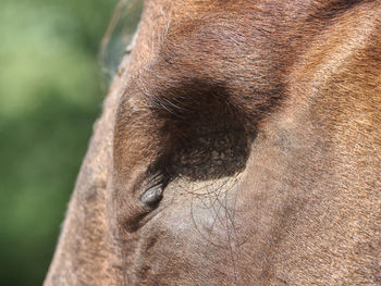 Face of blind horse without eye. horse after surgery of eyes damaged by moon blindness. dark eyehole