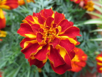 Close-up of red flowers