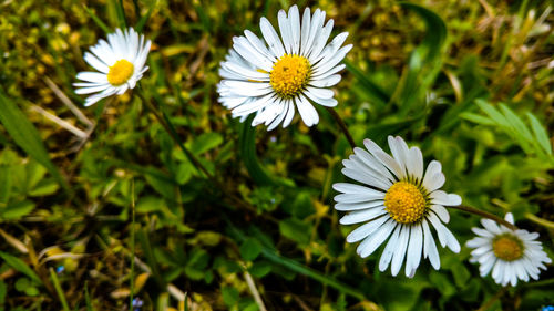 Close-up of white cosmos flowers blooming outdoors