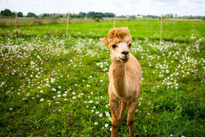 Portrait of sheep standing on field