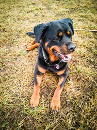 Black dog looking away on field