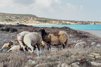 Goats grazing on field by lake