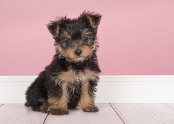 Portrait of puppy sitting on pink wall