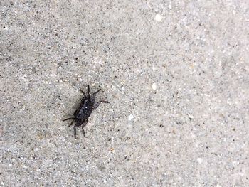 High angle view of insect on land