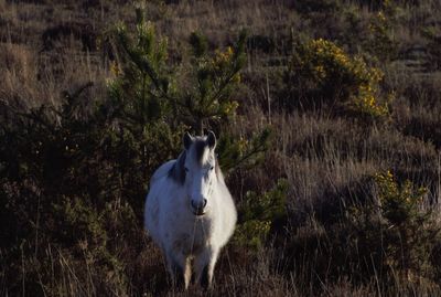 Horse standing on field against trees