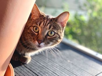 Close-up portrait of cat by palm tree