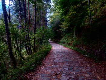 Road amidst trees in forest