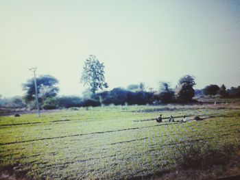 Trees on grassy field