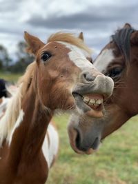 Close-up of a horse on field