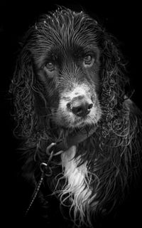 Close-up portrait of a dog