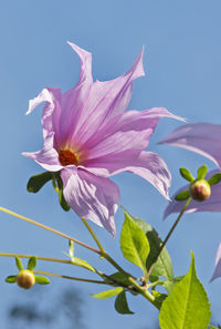 Close-up of pink flowering plant against sky