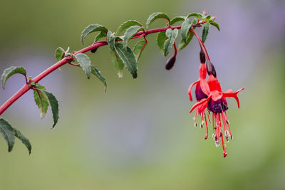 Close-up of red flowering plant