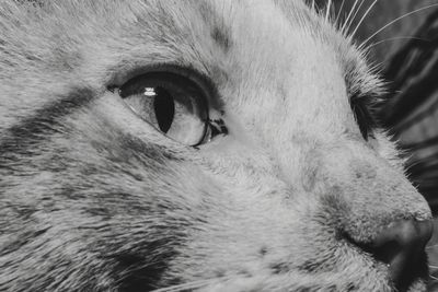 Close-up of cat looking away